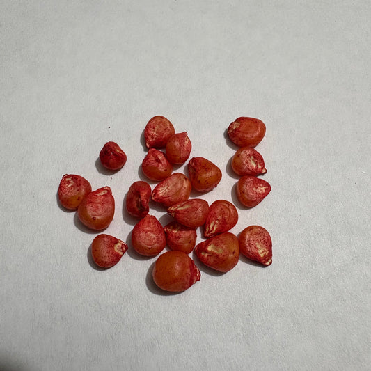 Baby Corn Seeds | Vegetable Seeds