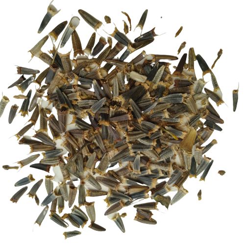 Tithonia Orange Flower Seeds