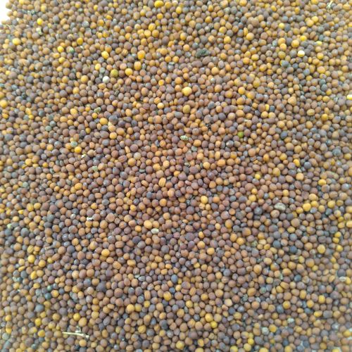 Turnip Red Ball Shalgam | Vegetable Seeds