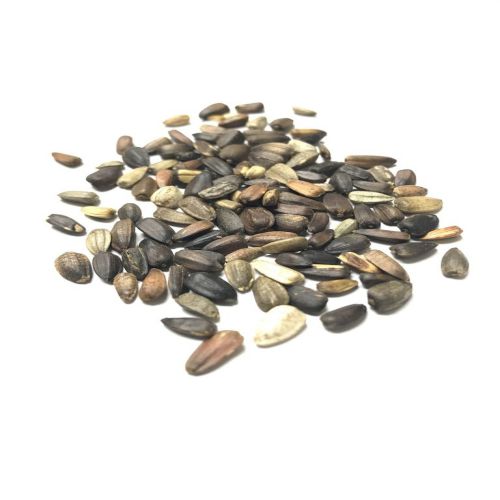 Sunflower Tall Sungold Flower Seeds