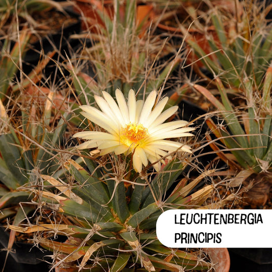 From Prickly to Pretty: A Beginner's Guide to Growing Cacti from Seed