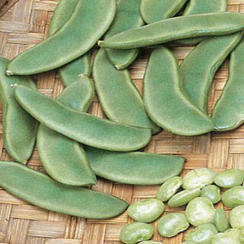 Beyond the Tomato: 5 Unusual & Rewarding Vegetables to Grow This Season