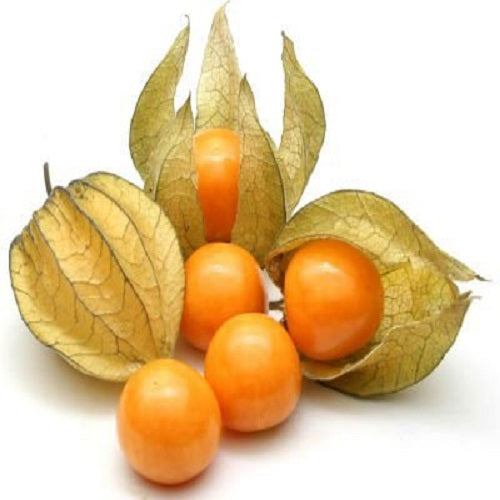 Alkekengi Cape Gooseberry Fruit Seeds