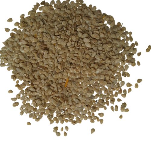 Cherry Tomato | Vegetable Seeds