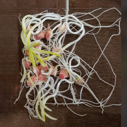 Sweet Corn Juicy F1 Meetha Bhutta | Fruit Seeds