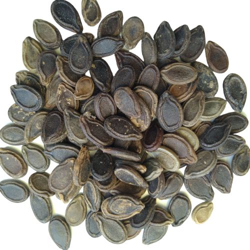 Tinda Round Gourd | Vegetable Seeds