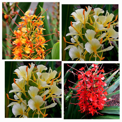 Hedychium Butterfly Ginger Lily Any Color Flower Bulbs