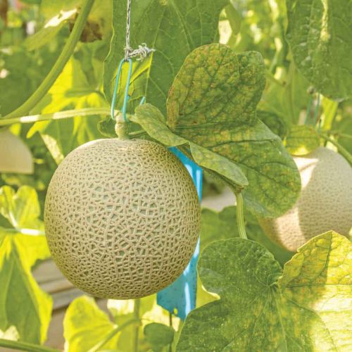 Muskmelon Kharbooza Madhuras Seeds | Fruit Seeds