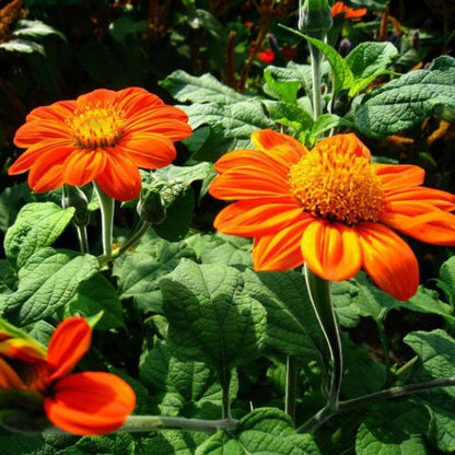 Tithonia Orange Flower Seeds