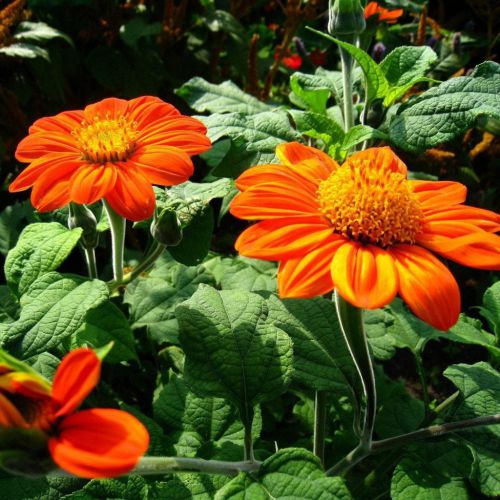 Tithonia Orange Flower Seeds